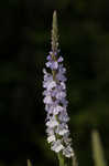 Narrowleaf vervain